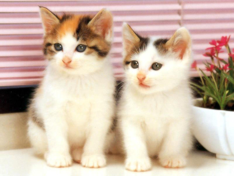 renungkanlah.com