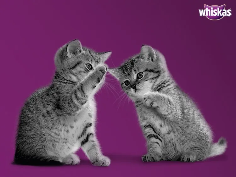 whiskas.co.th