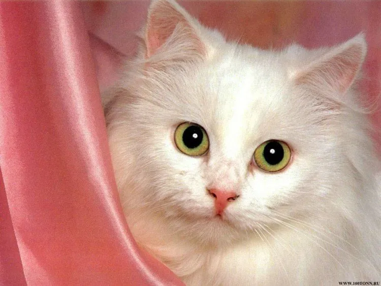 getyourcat.files.wordpress.com