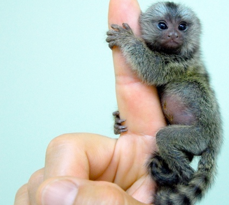 http://www.animalspot.net/