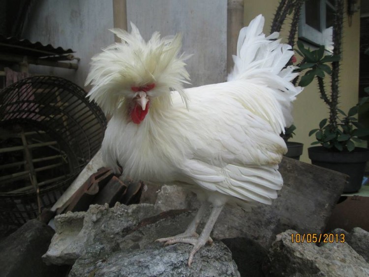 bamsbreeder.blogspot.com