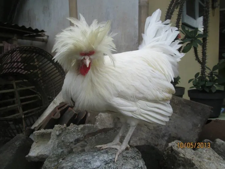 bamsbreeder.blogspot.com