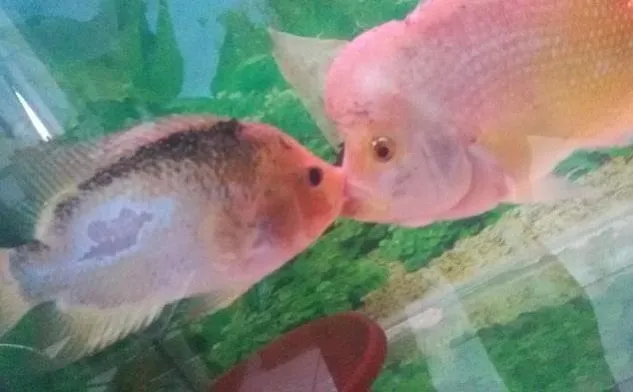 Menjodohkan Ikan Louhan