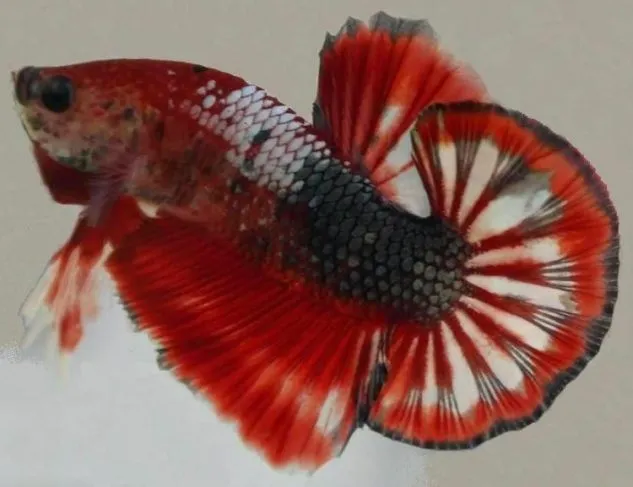 Ikan Cupang Plakat