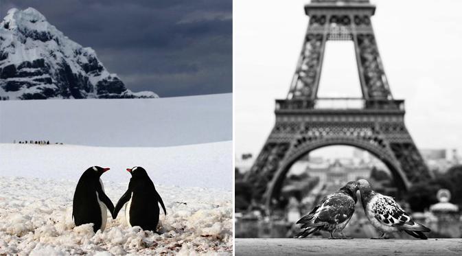 Pinguin Gandengan