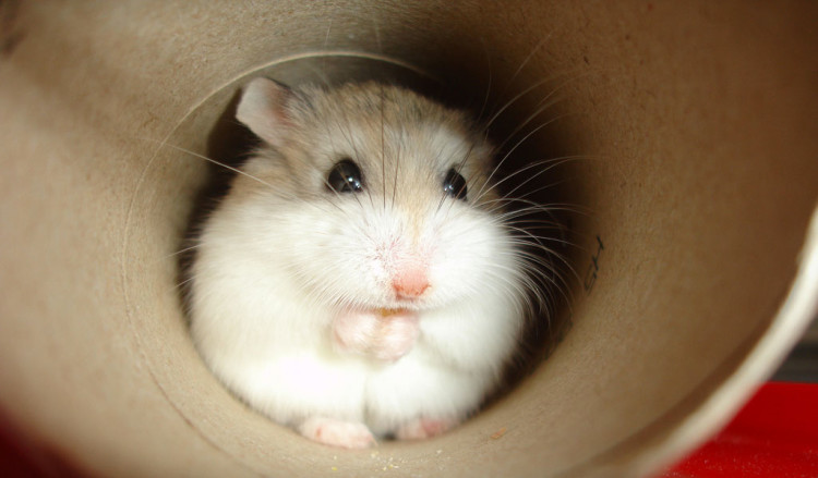 animalcorner.co.uk