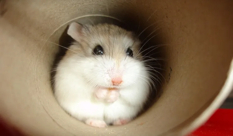 animalcorner.co.uk