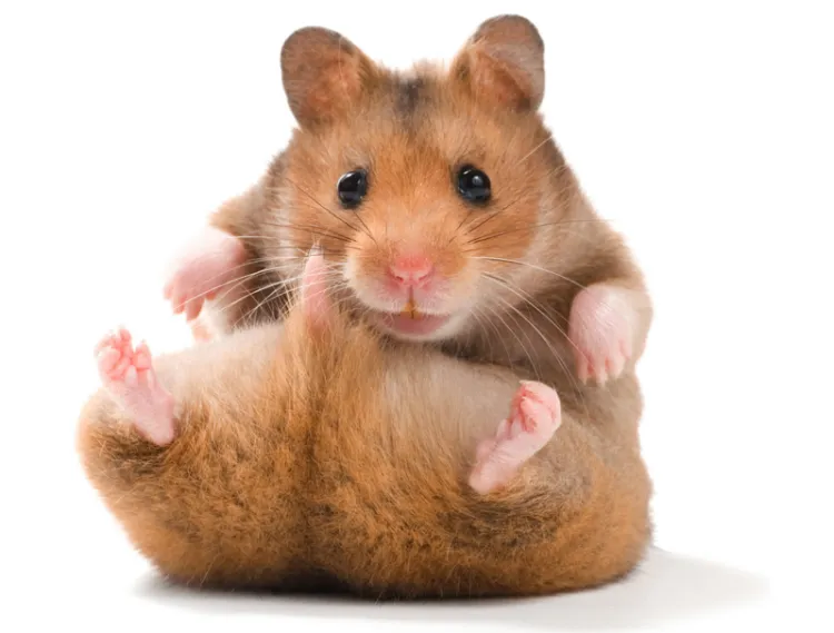 http://www.petscorner.co.uk/