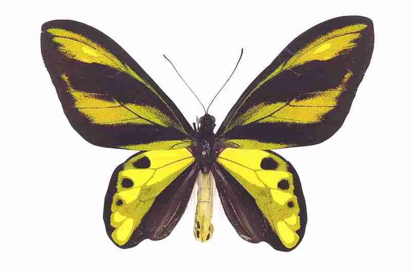 alamendah.org