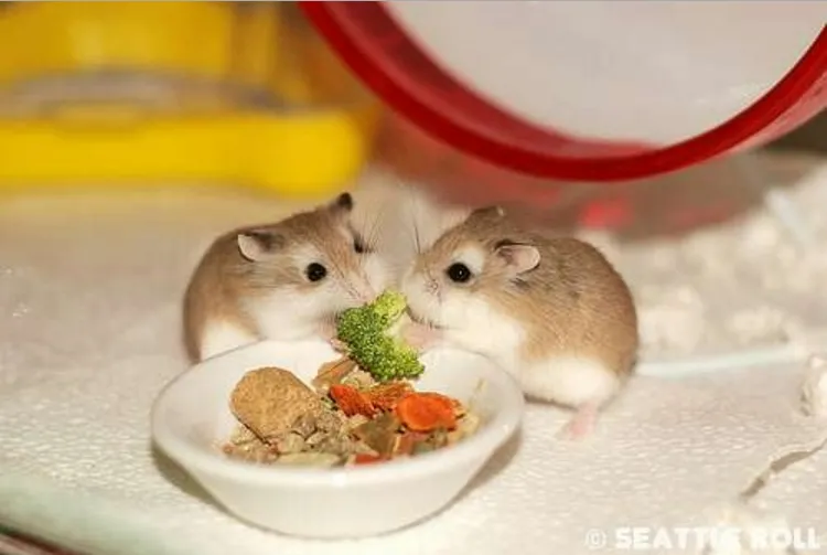 http://lh4.ggpht.com/