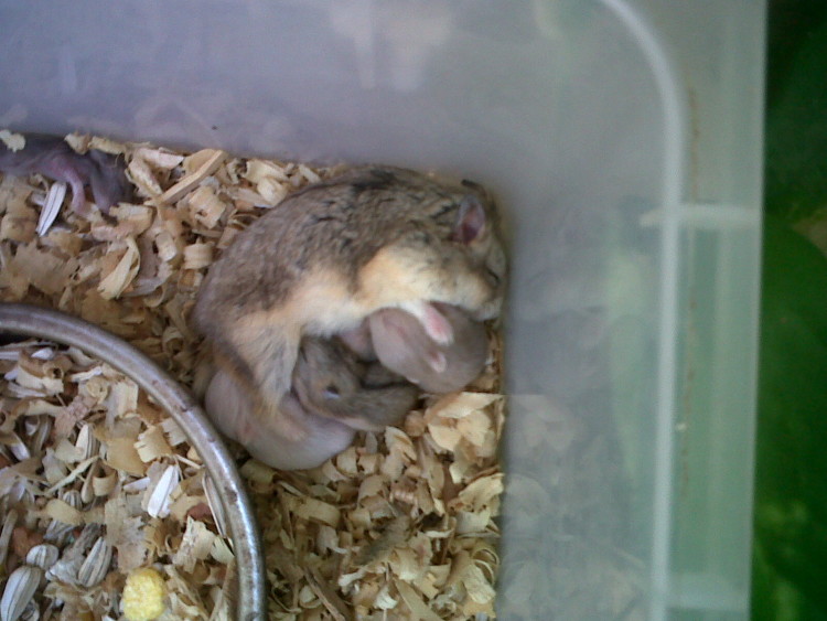 hamsterwoloan.blogspot.com