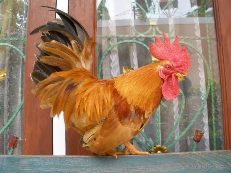 ayam-ayamq.blogspot.com