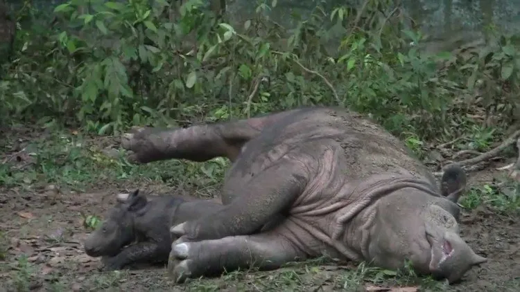 www.mongabay.co.id