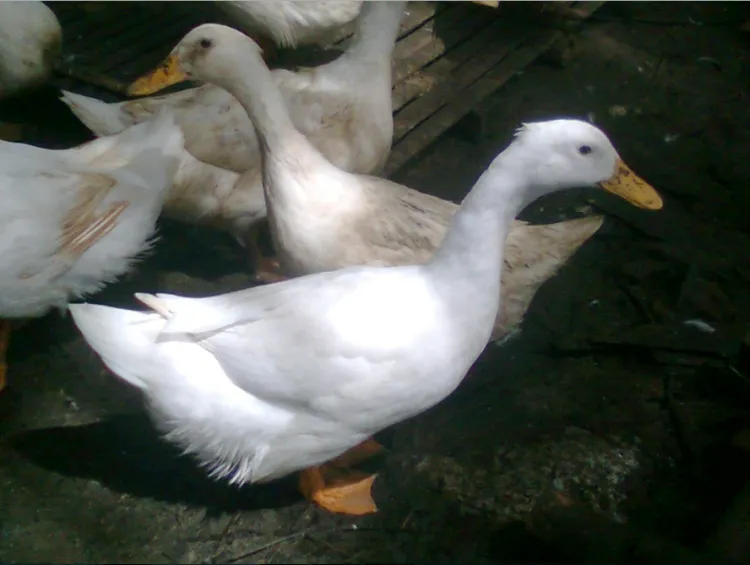 http://www.livestockreview.com/