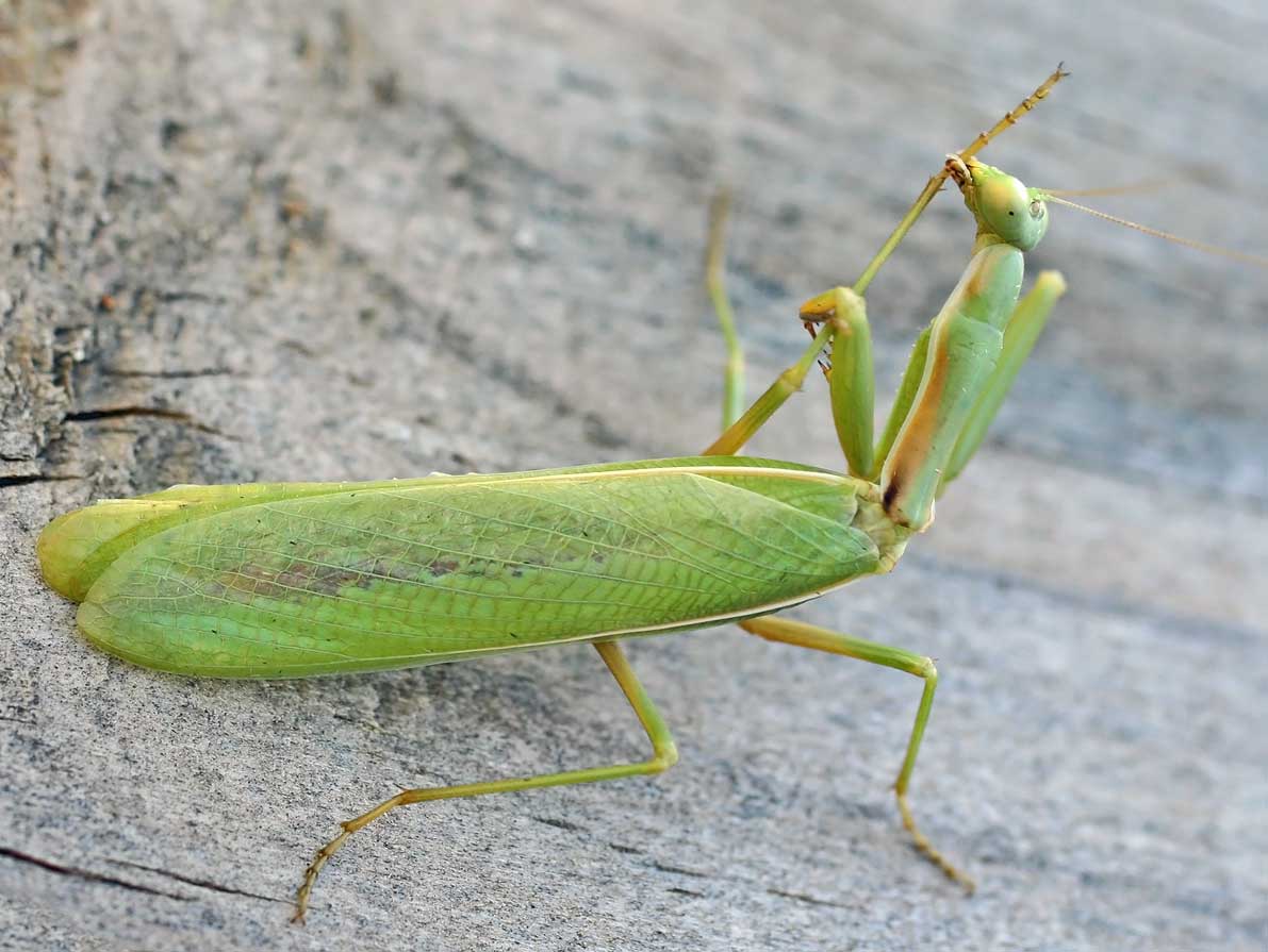 id.wikipedia.org