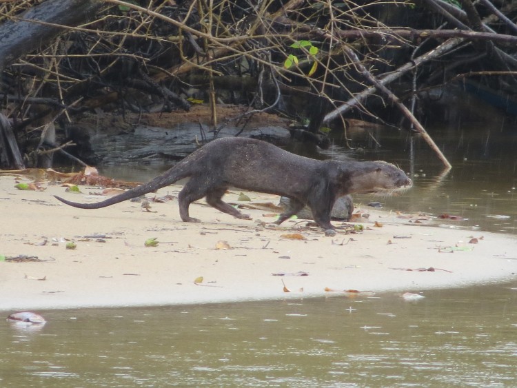 www.otterspecialistgroup.org