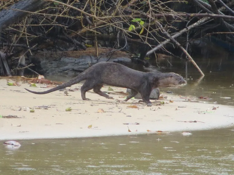www.otterspecialistgroup.org