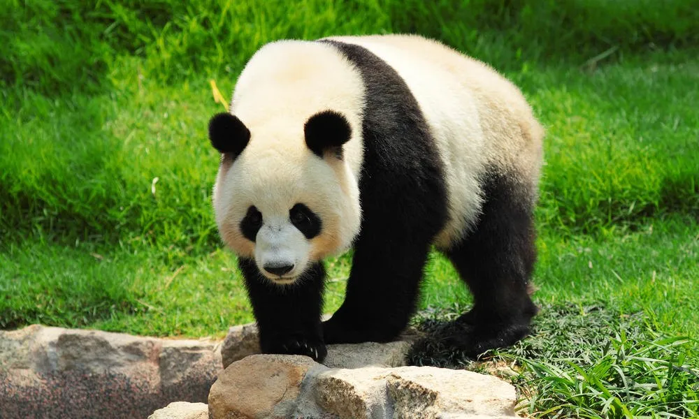 www.worldwildlife.org