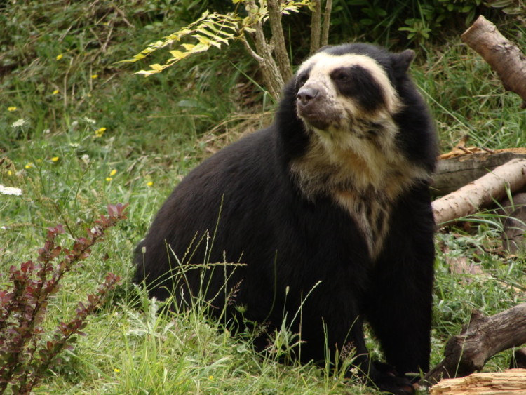 www.animalspot.net