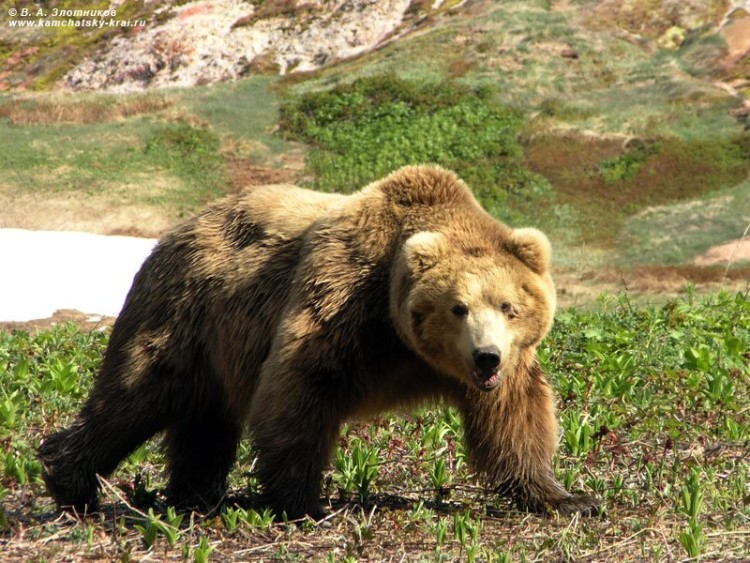 www.bearsoftheworld.net