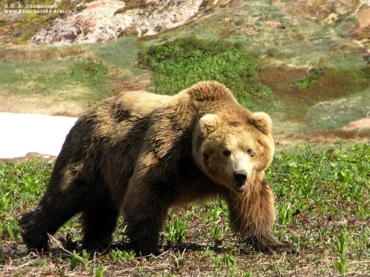 www.bearsoftheworld.net