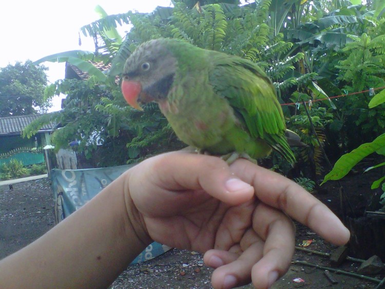 fjb.kaskus.co.id
