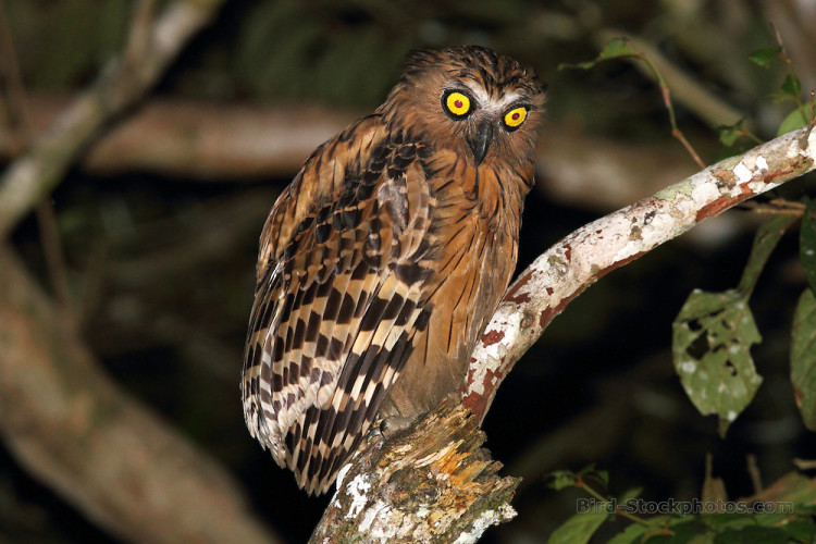 bird-stockphotos.photoshelter.com