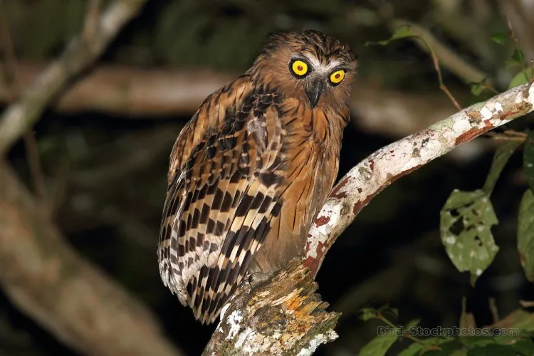 bird-stockphotos.photoshelter.com