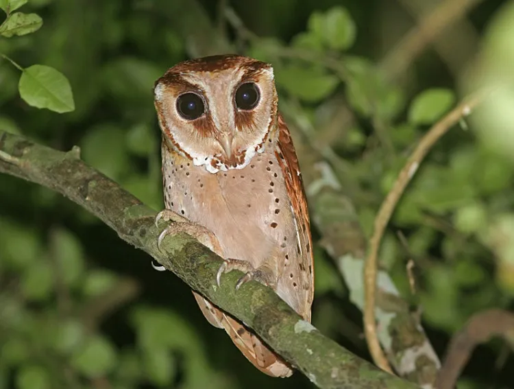 www.owlpages.com