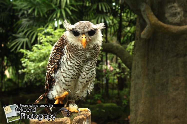 www.fotografi.tp.ac.id