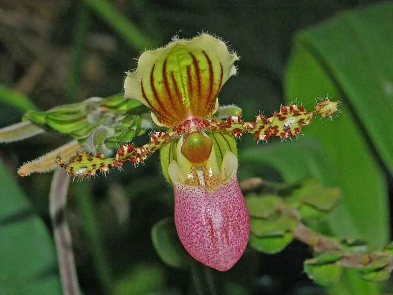 alamendah.org