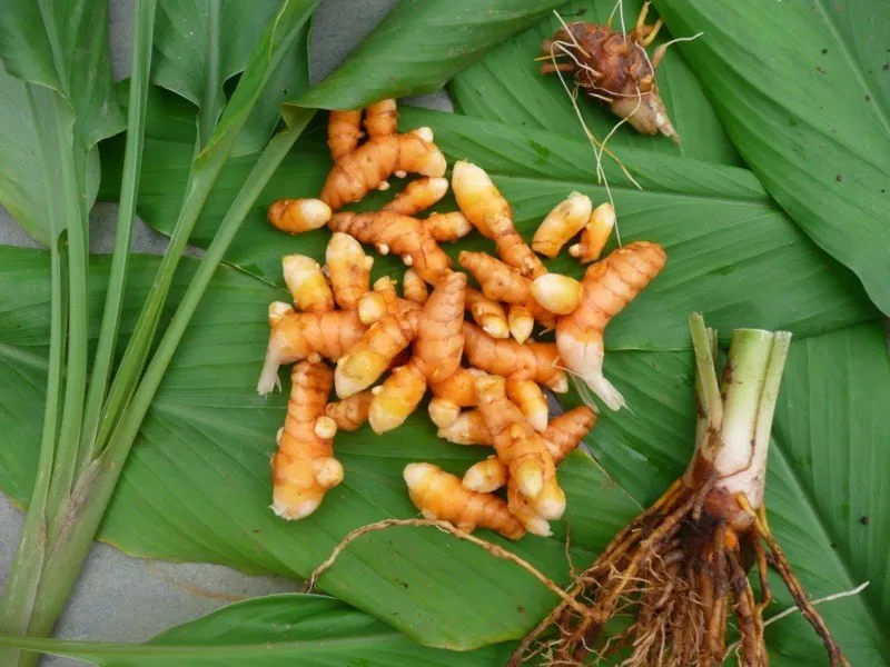 www.pemasaranjaringan.com