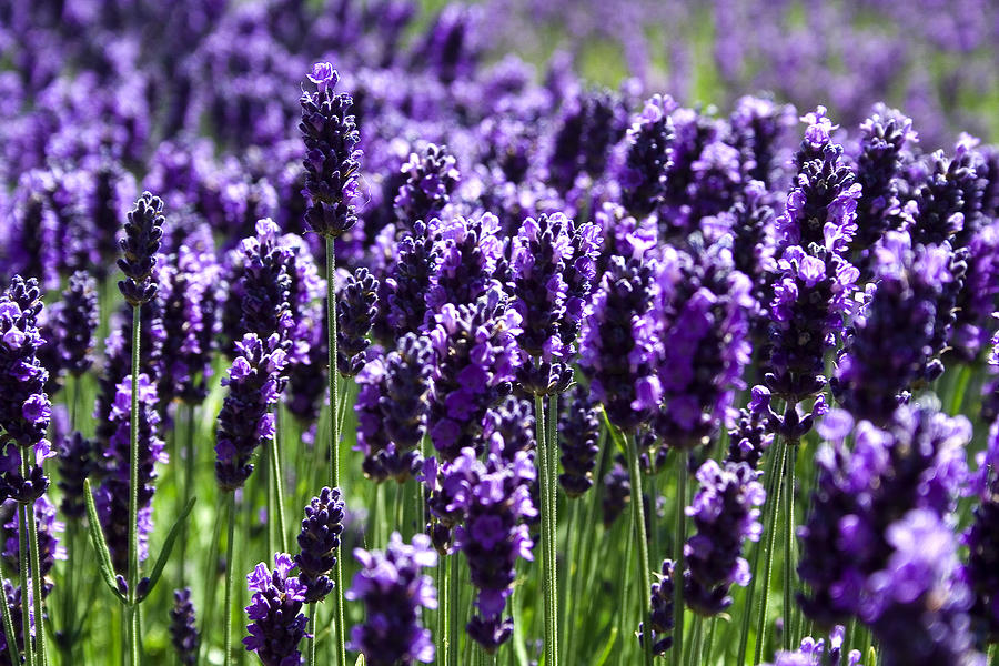 blog.lavenderworld.co.uk
