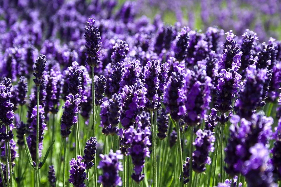 blog.lavenderworld.co.uk