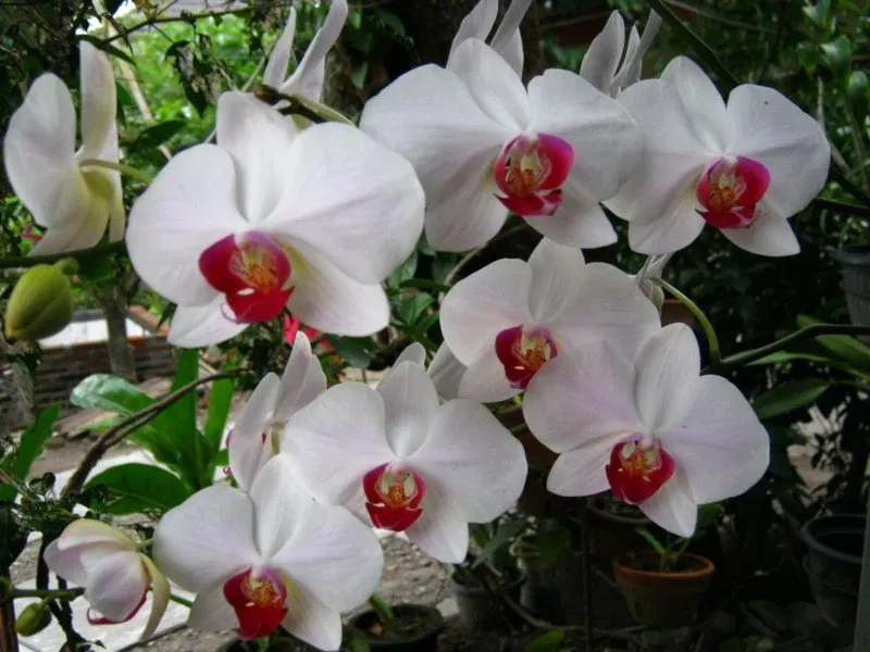 tissuecultureandorchidologi.blogspot.com