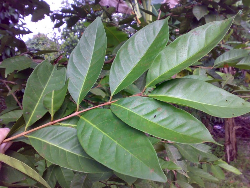 www.manfaatdaun.com