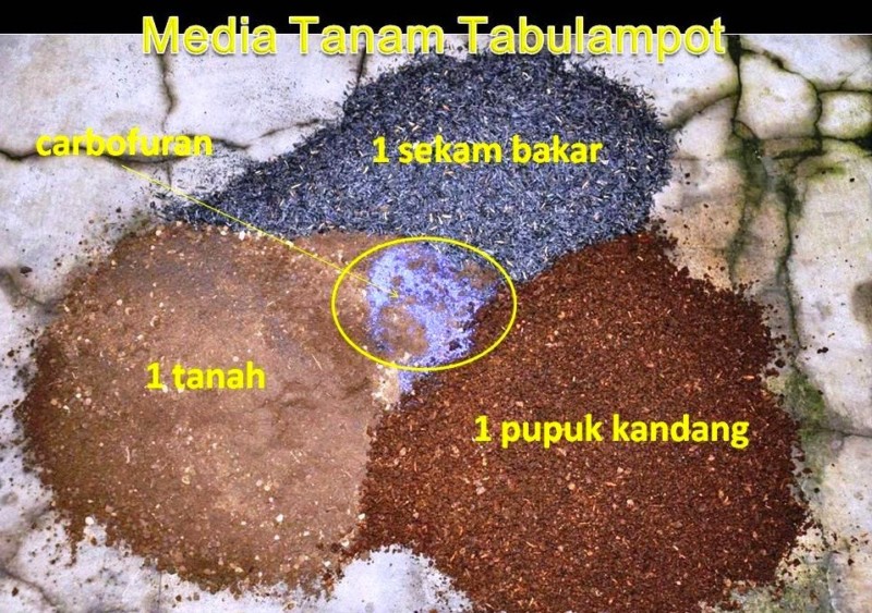 buahtropic.blogspot.com