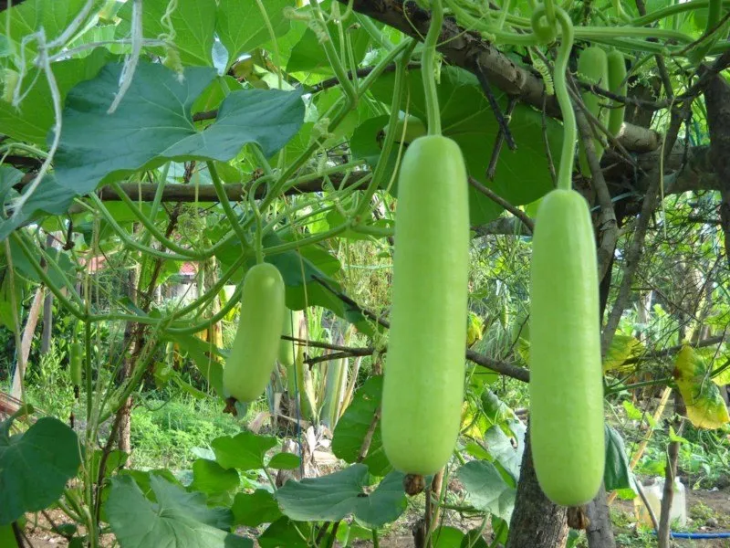 labukenalimacamdanmanfaatnya.blogspot.com